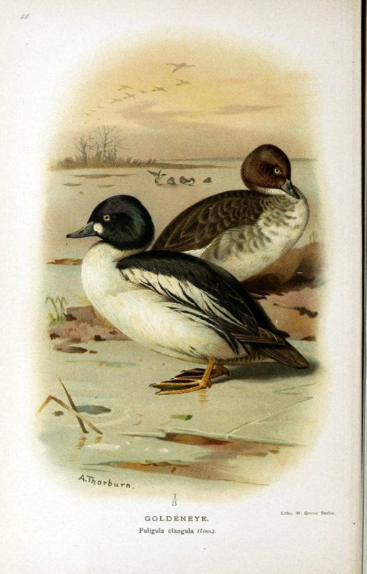 Coloured figures of the birds of the British Islands / issued by Lord Lilford. London :R | Birds "Great Britain" "Pictorial works"  | Vintage Print Reproduction 457721