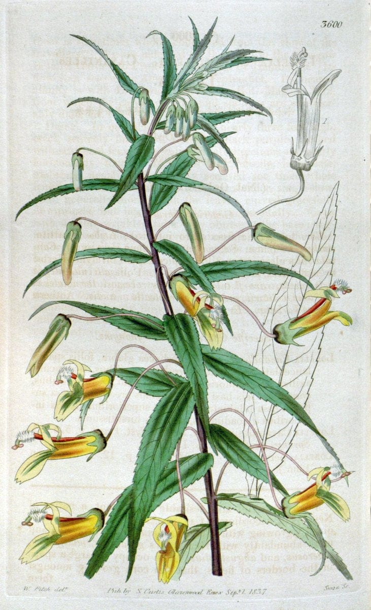 Curtis's botanical magazine. London ; New York [etc.] :Academic Press [etc.]. | "Botanical illustration" Botany Periodicals "Pictorial works" "Plants, Ornamental"  | Vintage Print Reproduction 457722