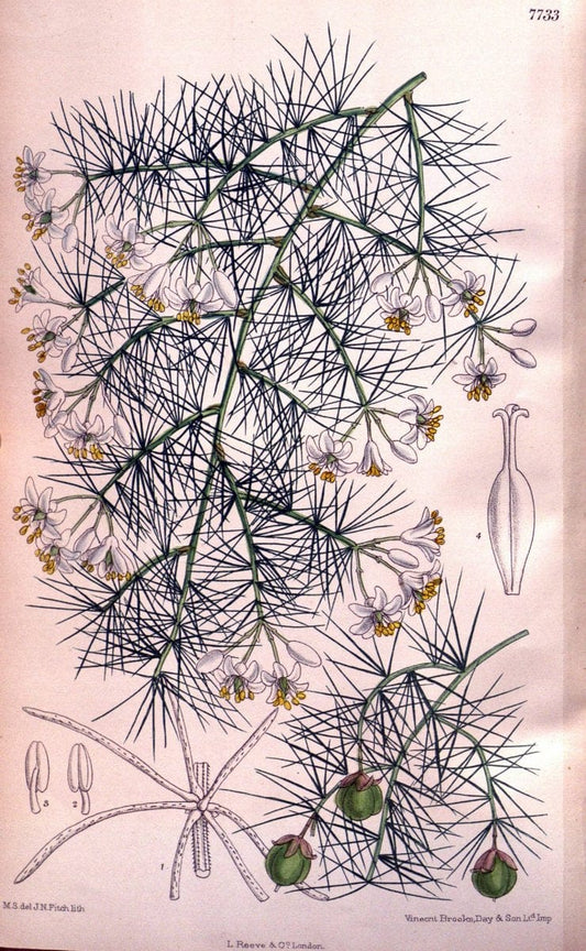Curtis's botanical magazine. London ;New York [etc.] :Academic Press [etc.]. | Botany Periodicals "Pictorial works"  | Vintage Print Reproduction 457723