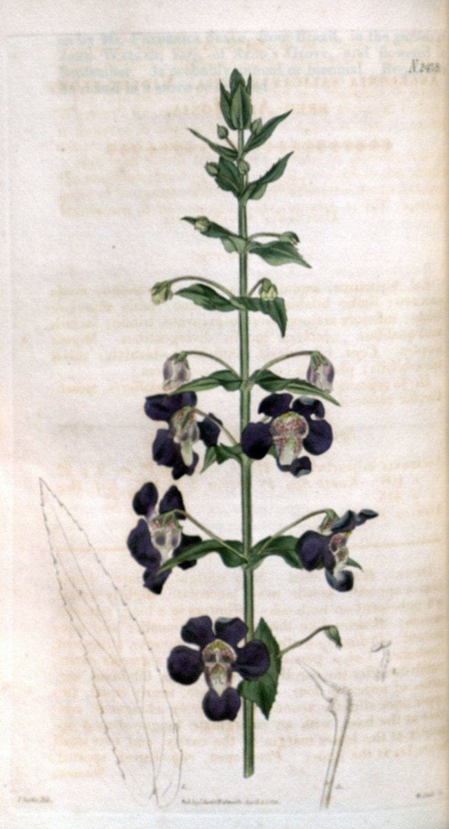 Curtis's botanical magazine. London ; New York [etc.] :Academic Press [etc.]. | "Botanical illustration" Botany Periodicals "Pictorial works" "Plants, Ornamental"  | Vintage Print Reproduction 457724