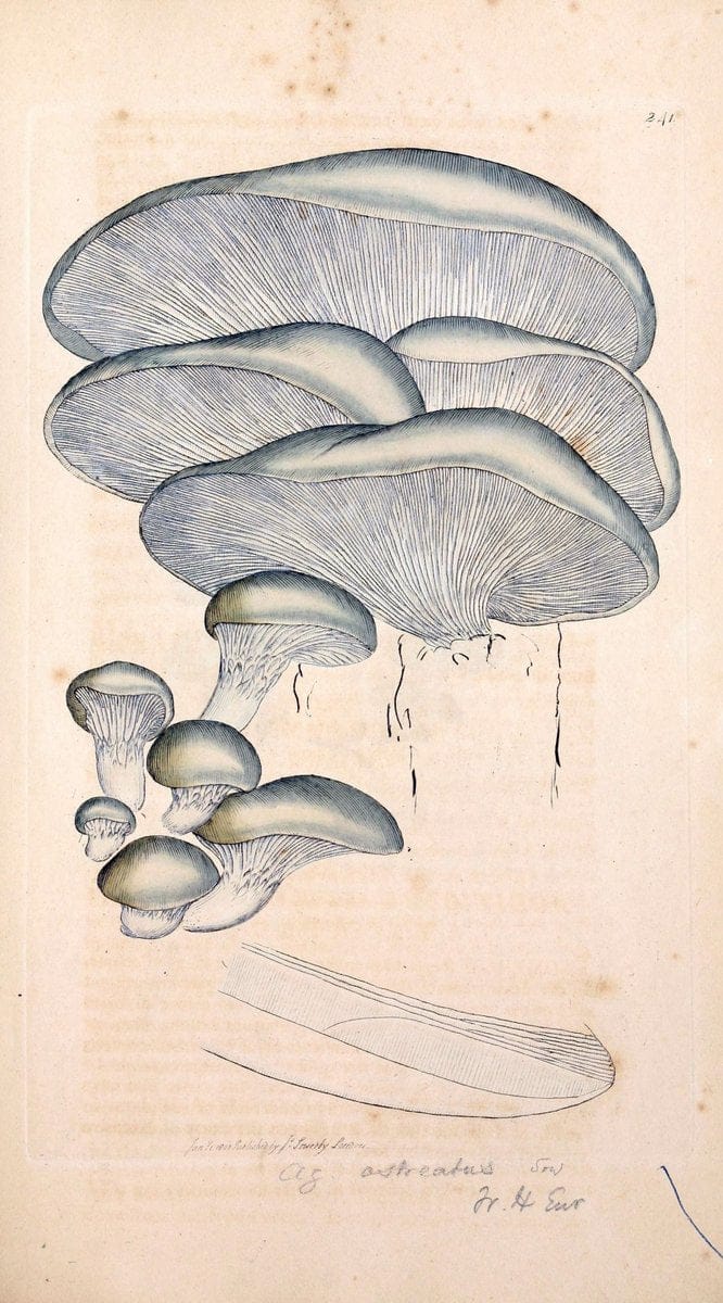 Coloured figures of English fungi or mushrooms. London,Printed by J. Davis,1797-[1809]. | England Mushrooms  | Vintage Print Reproduction 457725