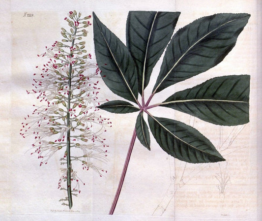 Curtis's botanical magazine. London ; New York [etc.] :Academic Press [etc.]. | "Botanical illustration" Botany Periodicals "Pictorial works" "Plants, Ornamental"  | Vintage Print Reproduction 457726