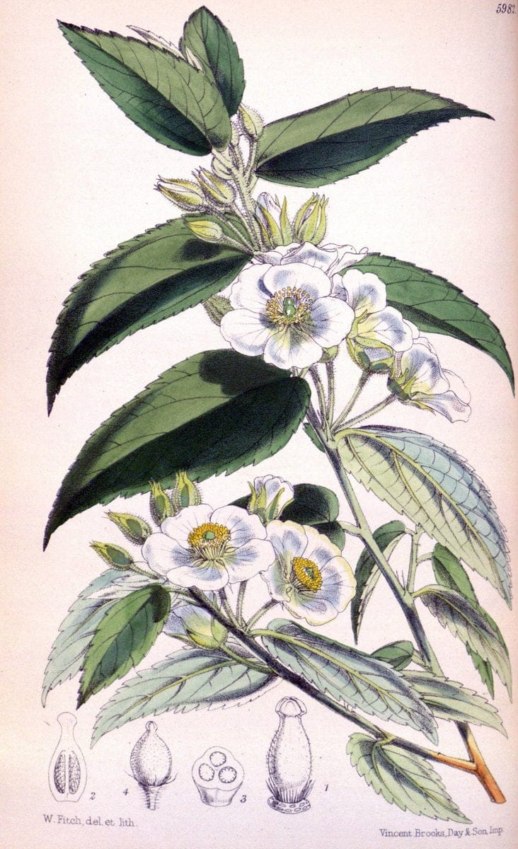 Curtis's botanical magazine. London ; New York [etc.] :Academic Press [etc.]. | "Botanical illustration" Botany Periodicals "Pictorial works" "Plants, Ornamental"  | Vintage Print Reproduction 457727