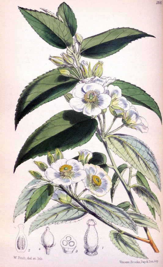 Curtis's botanical magazine. London ; New York [etc.] :Academic Press [etc.]. | "Botanical illustration" Botany Periodicals "Pictorial works" "Plants, Ornamental"  | Vintage Print Reproduction 457727