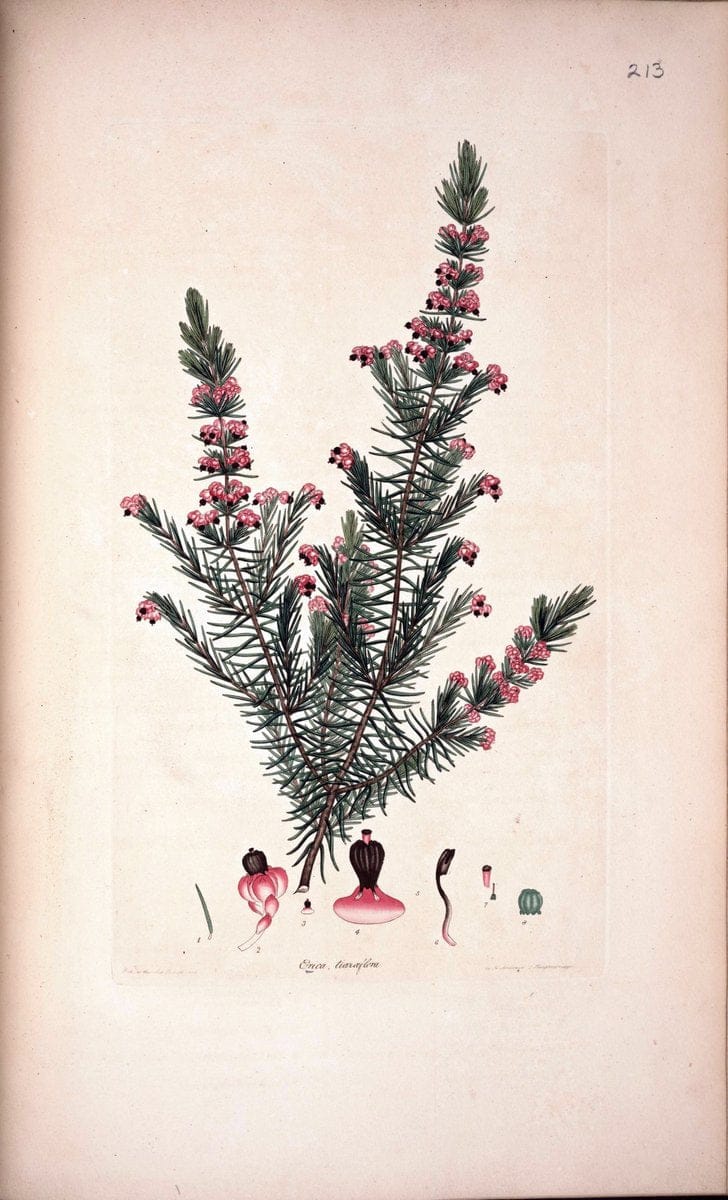 Coloured engravings of heaths :.London  | 1802 "19th century" Botany England Erica Ericaceae Etching "Graphic media :" Handcolored History "Pictorial works"  | Vintage Print Reproduction 457728