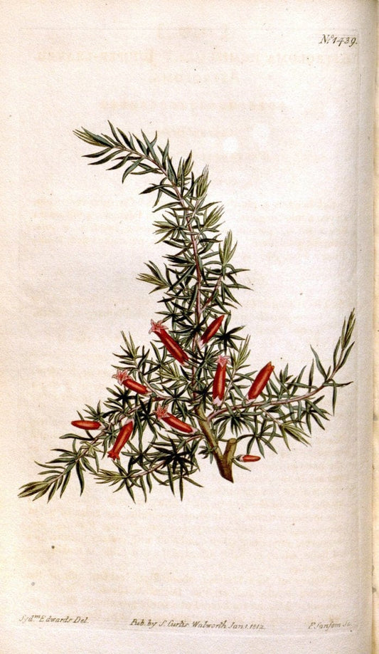 Curtis's botanical magazine..London ;New York [etc.] :Academic Press [etc.]. |  | Vintage Print Reproduction 457729