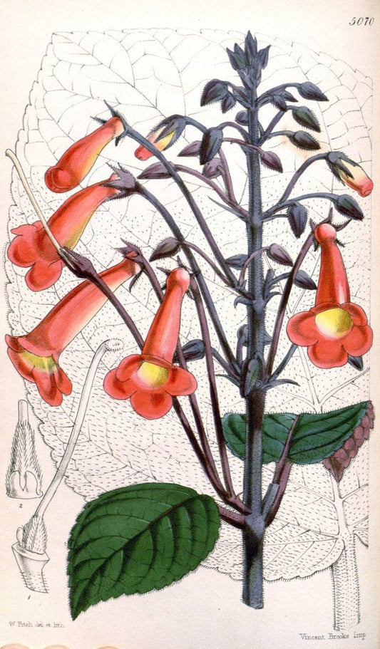 Curtis's botanical magazine. London ; New York [etc.] :Academic Press [etc.]. | "Botanical illustration" Botany Periodicals "Pictorial works" "Plants, Ornamental"  | Vintage Print Reproduction 457730