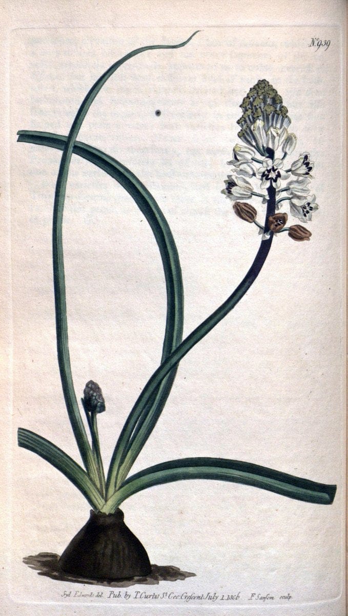 Curtis's botanical magazine. London ;New York [etc.] :Academic Press [etc.]. | Botany Periodicals "Pictorial works"  | Vintage Print Reproduction 457731