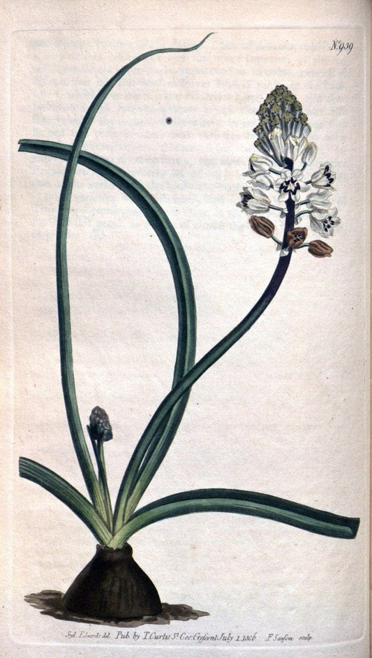 Curtis's botanical magazine. London ;New York [etc.] :Academic Press [etc.]. | Botany Periodicals "Pictorial works"  | Vintage Print Reproduction 457731