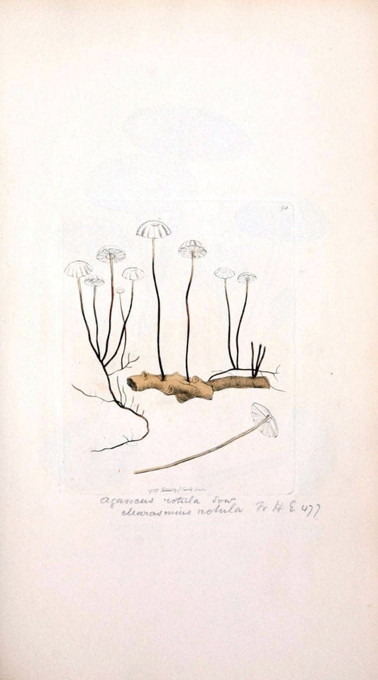 Coloured figures of English fungi or mushrooms. London,Printed by J. Davis,1797-[1809]. | England Mushrooms  | Vintage Print Reproduction 457732