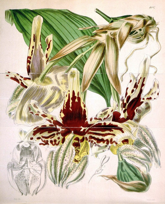 Curtis's botanical magazine. London ; New York [etc.] :Academic Press [etc.]. | "Botanical illustration" Botany Periodicals "Pictorial works" "Plants, Ornamental"  | Vintage Print Reproduction 457733