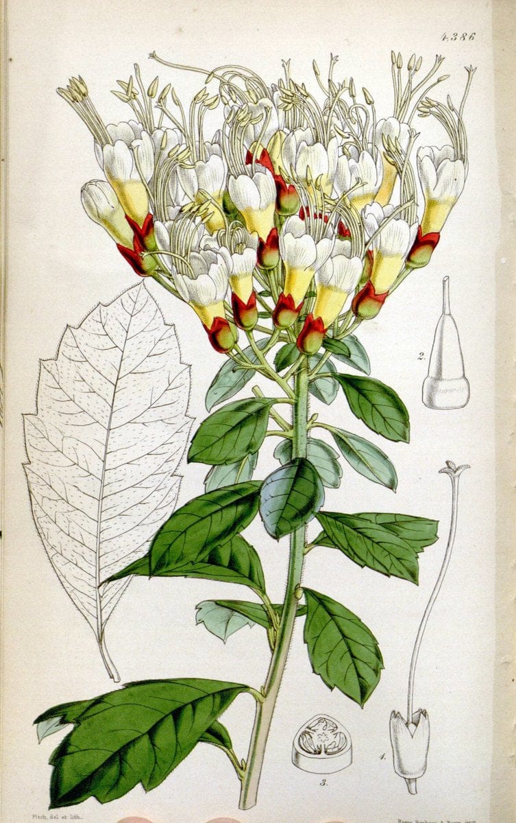 Curtis's botanical magazine. London ; New York [etc.] :Academic Press [etc.]. | "Botanical illustration" Botany Periodicals "Pictorial works" "Plants, Ornamental"  | Vintage Print Reproduction 457734