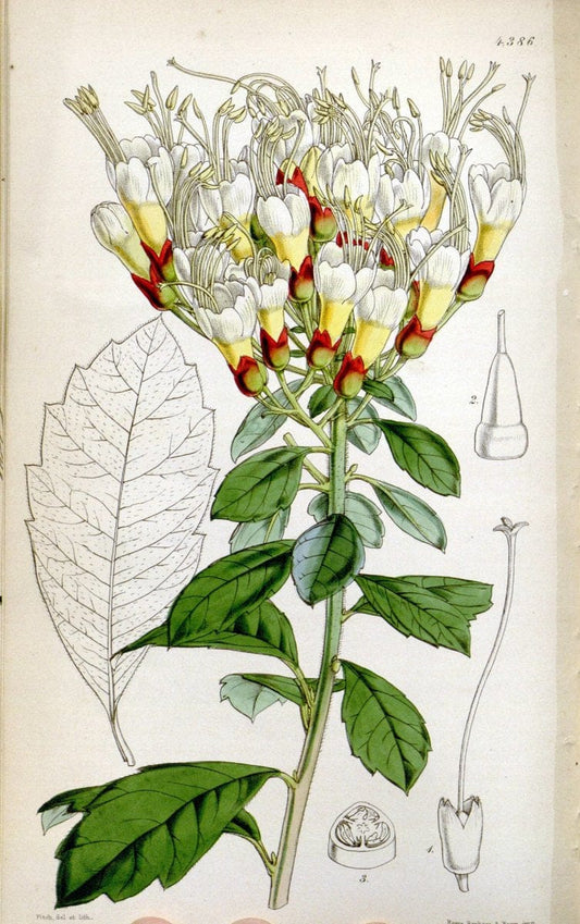 Curtis's botanical magazine. London ; New York [etc.] :Academic Press [etc.]. | "Botanical illustration" Botany Periodicals "Pictorial works" "Plants, Ornamental"  | Vintage Print Reproduction 457734