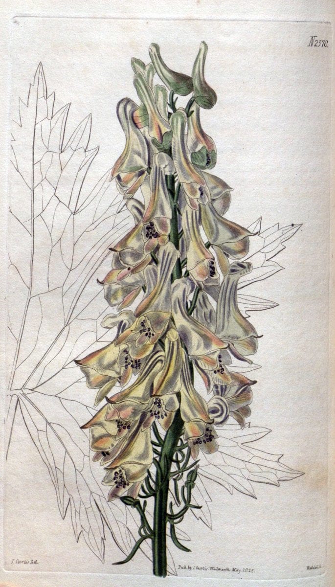 Curtis's botanical magazine. London ; New York [etc.] :Academic Press [etc.]. | "Botanical illustration" Botany Periodicals "Pictorial works" "Plants, Ornamental"  | Vintage Print Reproduction 457735