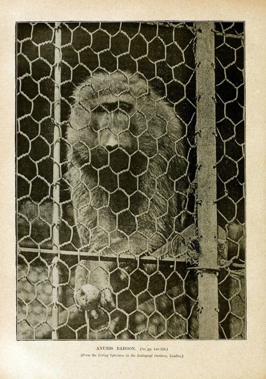 Cassell's natural history. London [etc]Cassell & Company, Limited,1896.  | "Animal behavior" Animals Nomenclature  | Vintage Print Reproduction 457736