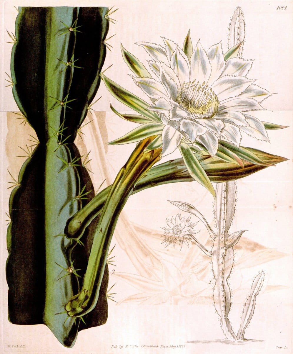 Curtis's botanical magazine. London ; New York [etc.] :Academic Press [etc.]. | "Botanical illustration" Botany Periodicals "Pictorial works" "Plants, Ornamental"  | Vintage Print Reproduction 457737