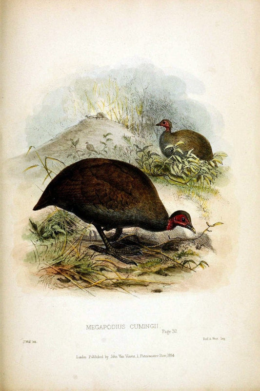 Contributions to the natural history of Labuan, and the adjacent coasts of BorneoLondon :J. Van Voorst,[1855] |  | Vintage Print Reproduction 457738