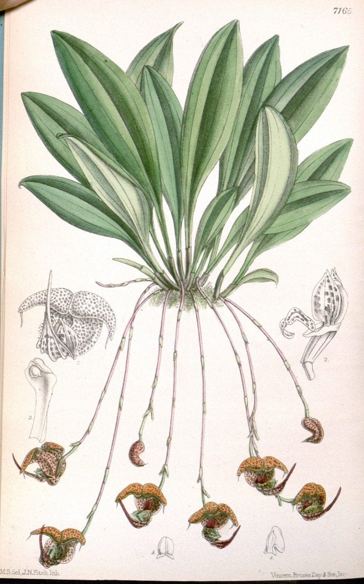 Curtis's botanical magazine. London ; New York [etc.] :Academic Press [etc.]. | "Botanical illustration" Botany Periodicals "Pictorial works" "Plants, Ornamental"  | Vintage Print Reproduction 457739