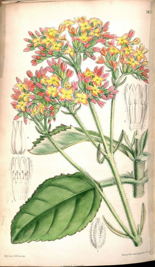 Curtis's botanical magazine. London ;New York [etc.] :Academic Press [etc.]. | Botany Periodicals "Pictorial works"  | Vintage Print Reproduction 457741