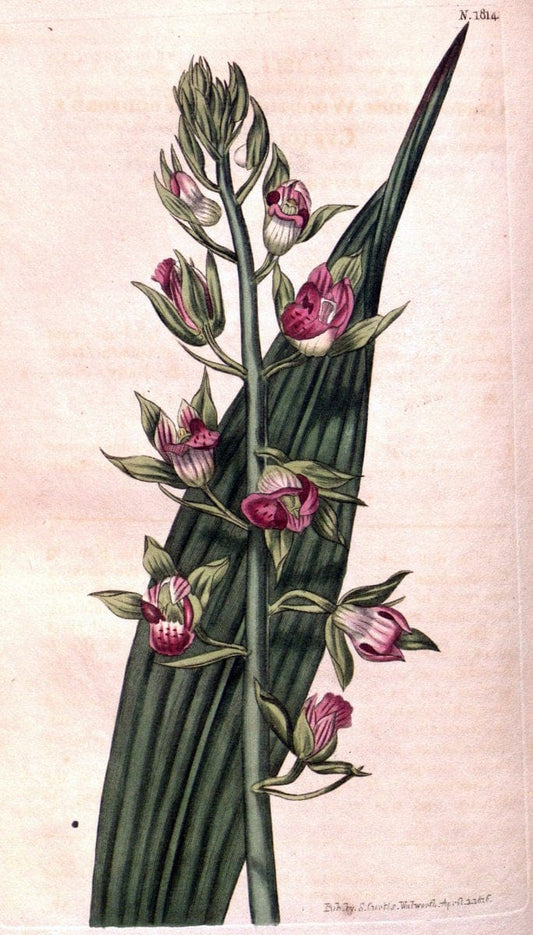 Curtis's botanical magazine. London ; New York [etc.] :Academic Press [etc.]. | "Botanical illustration" Botany Periodicals "Pictorial works" "Plants, Ornamental"  | Vintage Print Reproduction 457742