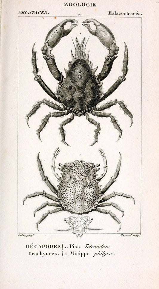 ConsidÃ©rations gÃ©nÃ©rales sur la classe des crustacÃ©s :.Paris :F.G. Levrault,1825.  | Crustacea France Zoology  | Vintage Print Reproduction 457743