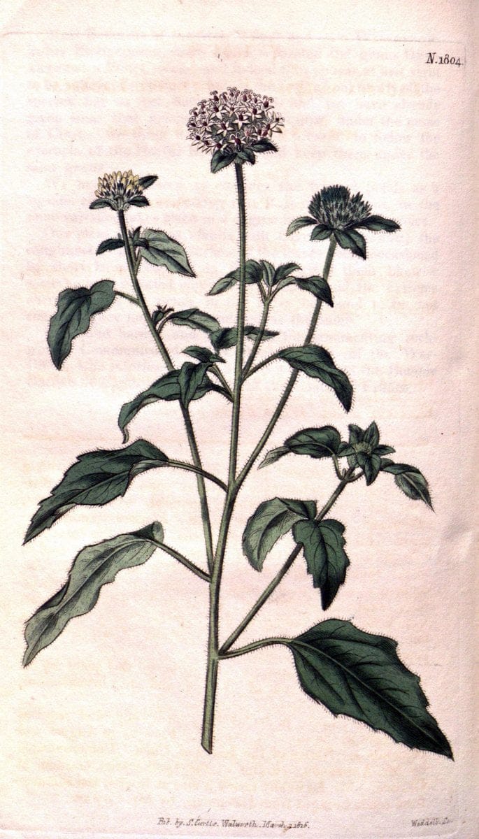 Curtis's botanical magazine. London ; New York [etc.] :Academic Press [etc.]. | "Botanical illustration" Botany Periodicals "Pictorial works" "Plants, Ornamental"  | Vintage Print Reproduction 457744