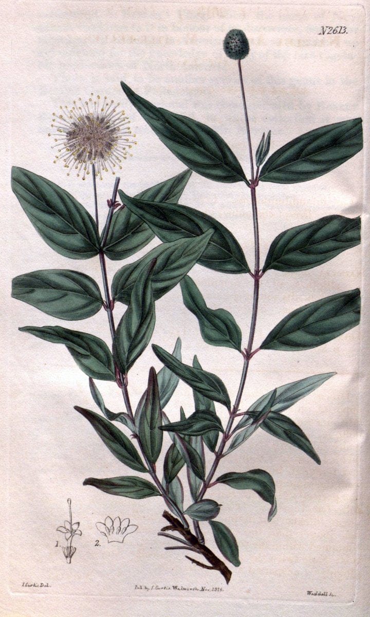 Curtis's botanical magazine. London ; New York [etc.] :Academic Press [etc.]. | "Botanical illustration" Botany Periodicals "Pictorial works" "Plants, Ornamental"  | Vintage Print Reproduction 457745