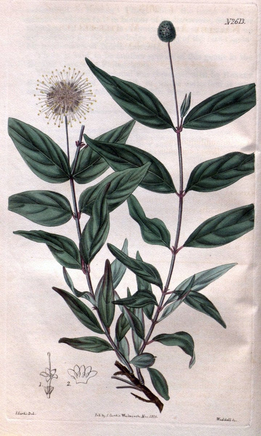 Curtis's botanical magazine. London ; New York [etc.] :Academic Press [etc.]. | "Botanical illustration" Botany Periodicals "Pictorial works" "Plants, Ornamental"  | Vintage Print Reproduction 457745