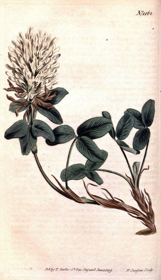 Curtis's botanical magazine. London ; New York [etc.] :Academic Press [etc.]. | "Botanical illustration" Botany Periodicals "Pictorial works" "Plants, Ornamental"  | Vintage Print Reproduction 457746