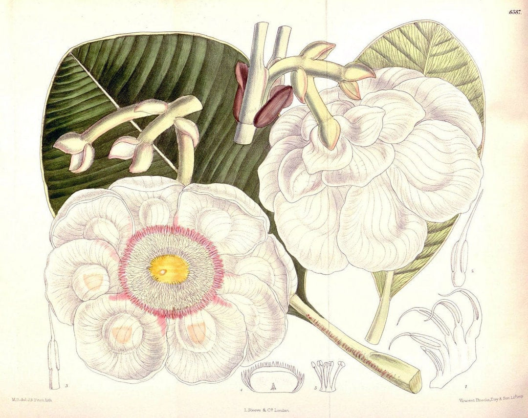 Curtis's botanical magazine. London ; New York [etc.] :Academic Press [etc.]. | "Botanical illustration" Botany Periodicals "Pictorial works" "Plants, Ornamental"  | Vintage Print Reproduction 457747