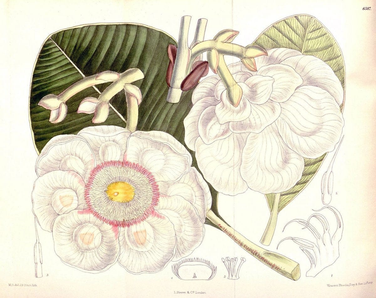 Curtis's botanical magazine. London ; New York [etc.] :Academic Press [etc.]. | "Botanical illustration" Botany Periodicals "Pictorial works" "Plants, Ornamental"  | Vintage Print Reproduction 457747