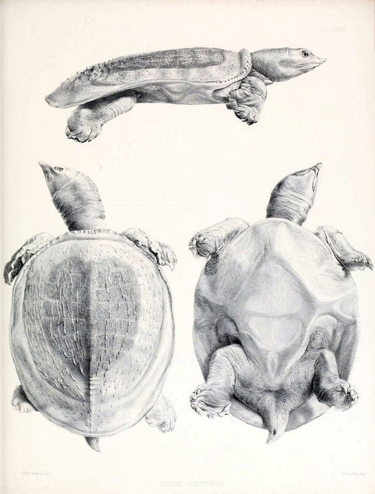 Catalogue of shield reptiles in the collection of the British Museum /.London :Printed by order of the Trustees,1855-1872.  | Vintage Print Reproduction 457748