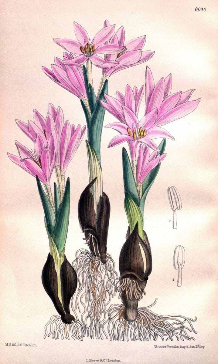 Curtis's botanical magazine. London ; New York [etc.] :Academic Press [etc.]. | "Botanical illustration" Botany Periodicals "Pictorial works" "Plants, Ornamental"  | Vintage Print Reproduction 457749