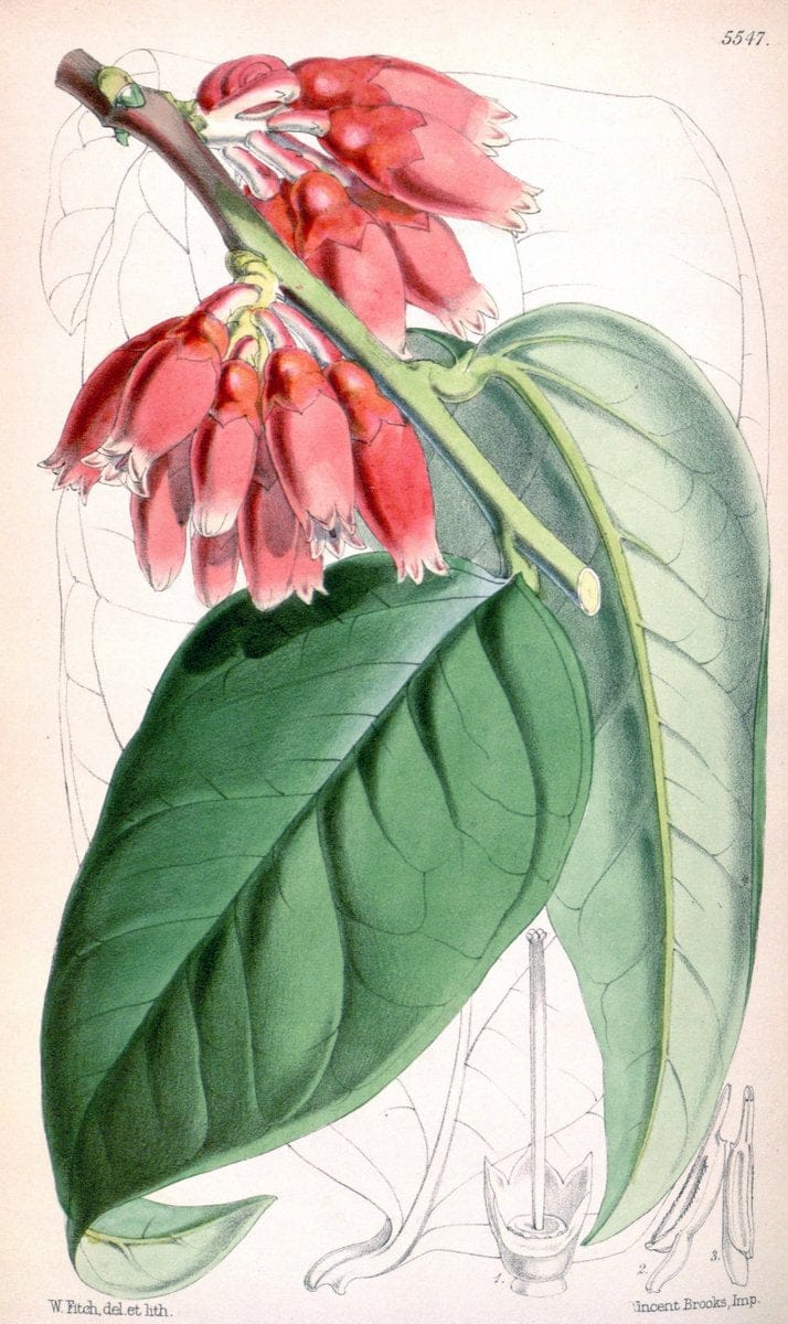 Curtis's botanical magazine. London ;New York [etc.] :Academic Press [etc.]. | Botany Periodicals "Pictorial works"  | Vintage Print Reproduction 457750