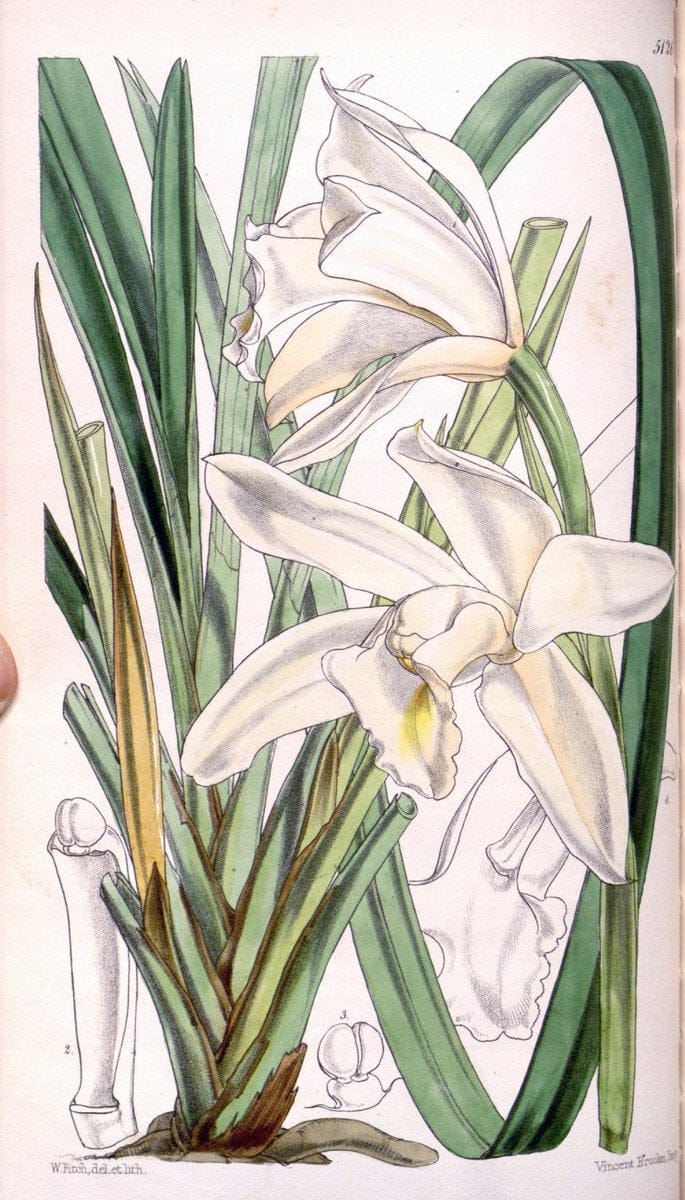 Curtis's botanical magazine. London ; New York [etc.] :Academic Press [etc.]. | "Botanical illustration" Botany Periodicals "Pictorial works" "Plants, Ornamental"  | Vintage Print Reproduction 457751