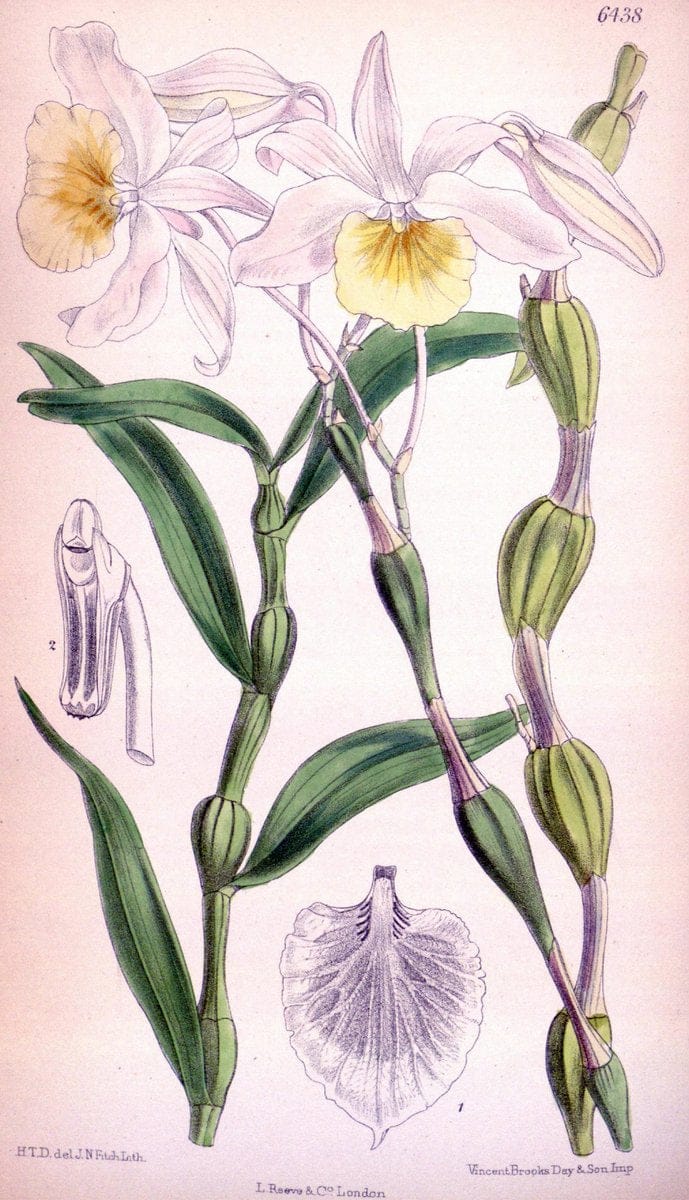 Curtis's botanical magazine. London ; New York [etc.] :Academic Press [etc.]. | "Botanical illustration" Botany Periodicals "Pictorial works" "Plants, Ornamental"  | Vintage Print Reproduction 457752