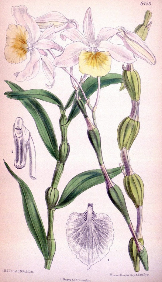 Curtis's botanical magazine. London ; New York [etc.] :Academic Press [etc.]. | "Botanical illustration" Botany Periodicals "Pictorial works" "Plants, Ornamental"  | Vintage Print Reproduction 457752