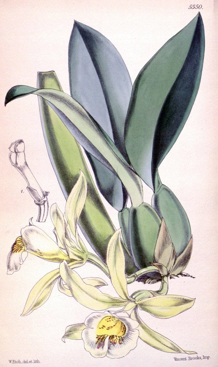 Curtis's botanical magazine. London ;New York [etc.] :Academic Press [etc.]. | Botany Periodicals "Pictorial works"  | Vintage Print Reproduction 457753