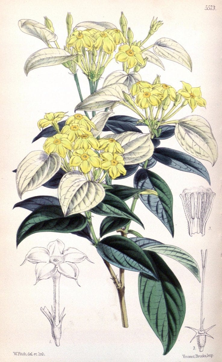 Curtis's botanical magazine. London ; New York [etc.] :Academic Press [etc.]. | "Botanical illustration" Botany Periodicals "Pictorial works" "Plants, Ornamental"  | Vintage Print Reproduction 457754