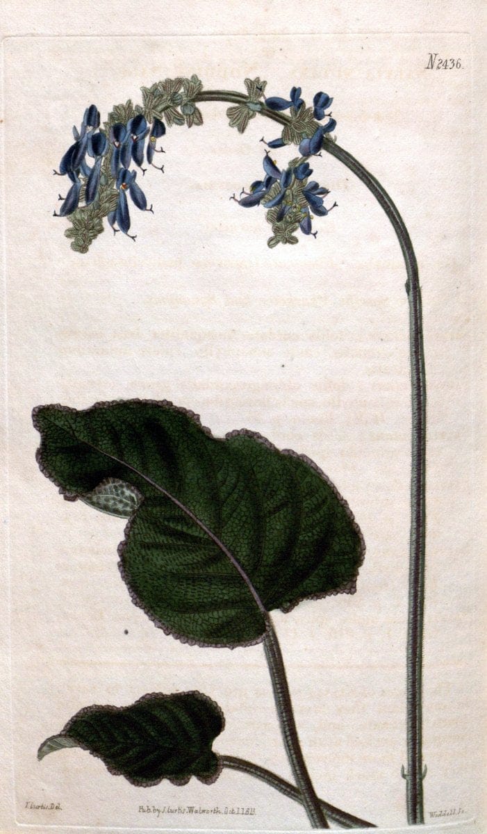 Curtis's botanical magazine. London ; New York [etc.] :Academic Press [etc.]. | "Botanical illustration" Botany Periodicals "Pictorial works" "Plants, Ornamental"  | Vintage Print Reproduction 457755