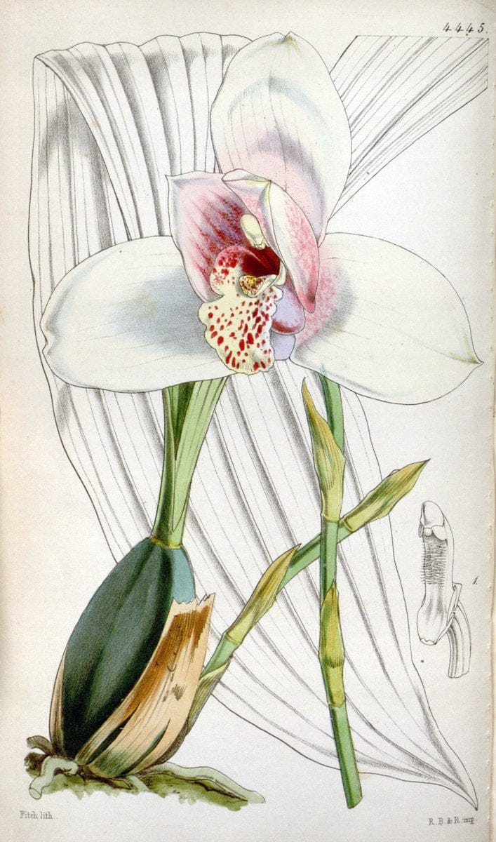 Curtis's botanical magazine. London ;New York [etc.] :Academic Press [etc.]. | Botany Periodicals "Pictorial works"  | Vintage Print Reproduction 457756