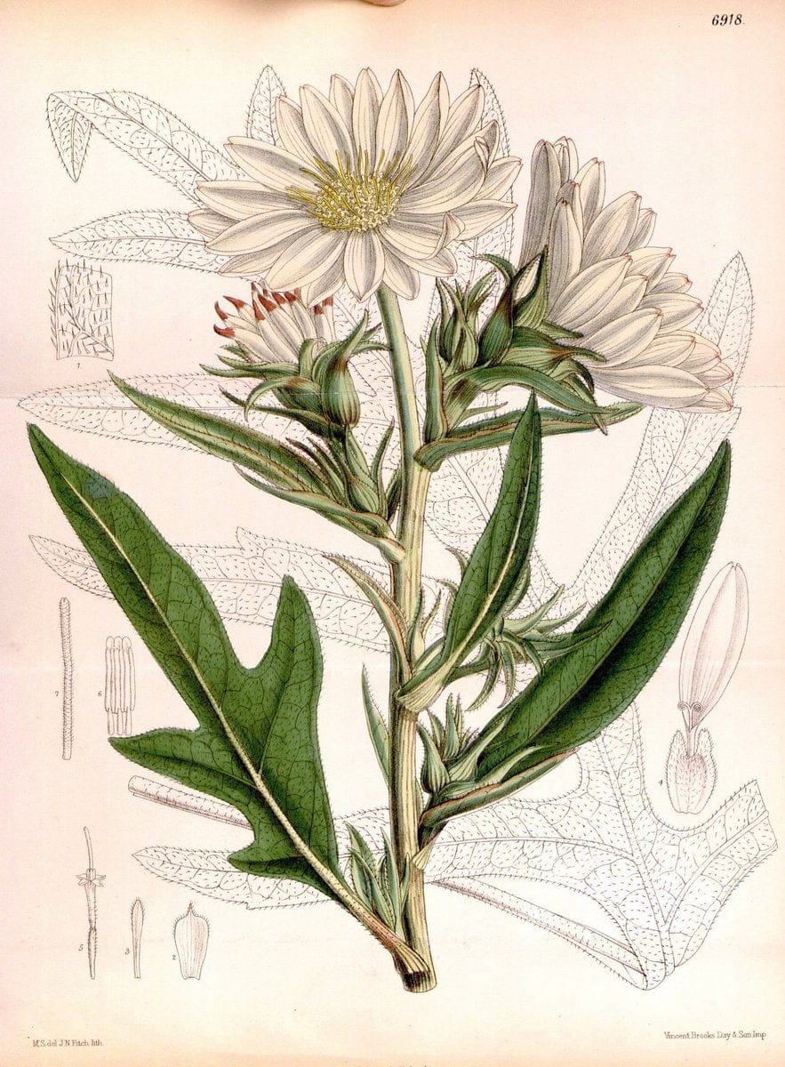 Curtis's botanical magazine. London ; New York [etc.] :Academic Press [etc.]. | "Botanical illustration" Botany Periodicals "Pictorial works" "Plants, Ornamental"  | Vintage Print Reproduction 457757