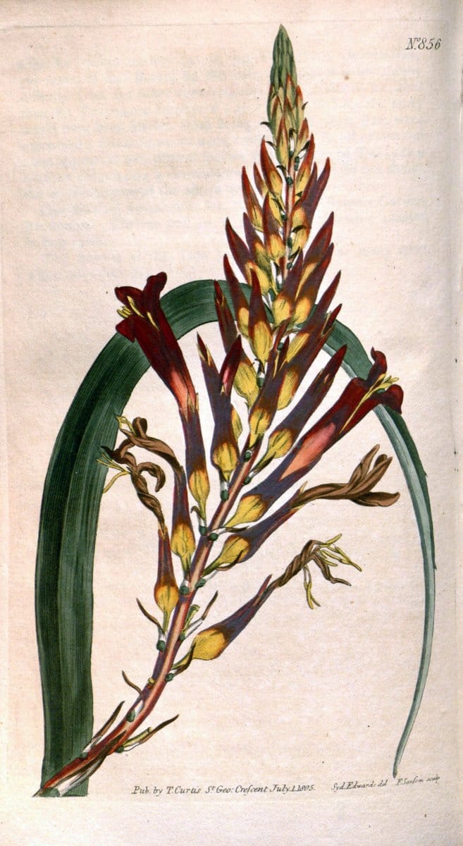 Curtis's botanical magazine. London ;New York [etc.] :Academic Press [etc.]. | Botany Periodicals "Pictorial works"  | Vintage Print Reproduction 457758