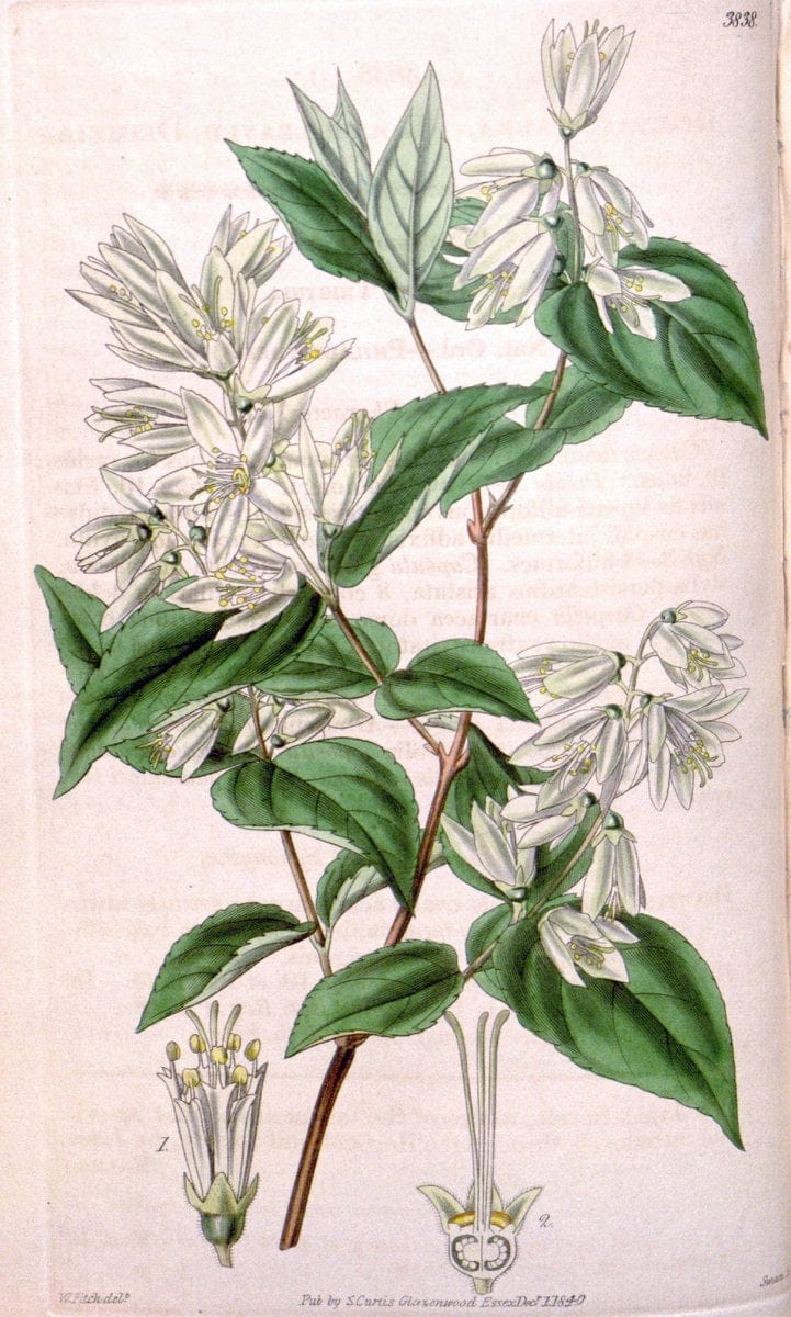 Curtis's botanical magazine. London ; New York [etc.] :Academic Press [etc.]. | "Botanical illustration" Botany Periodicals "Pictorial works" "Plants, Ornamental"  | Vintage Print Reproduction 457759