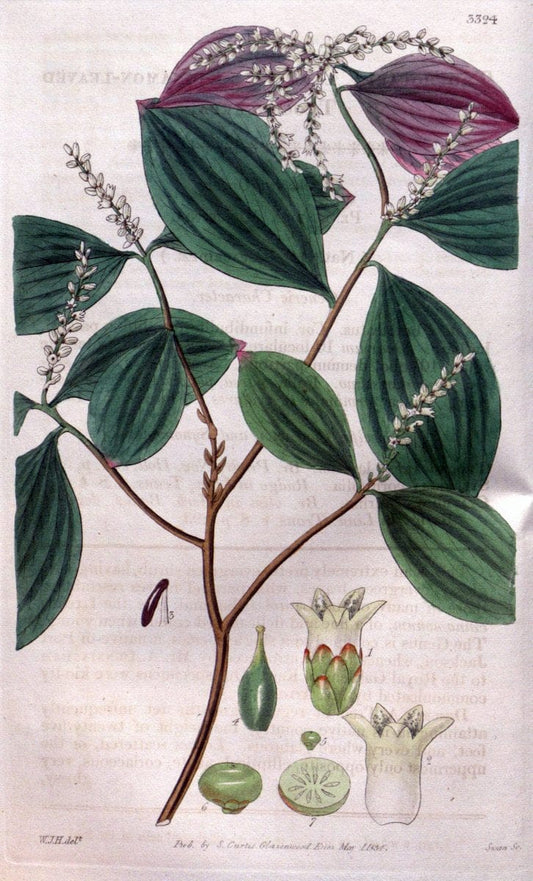 Curtis's botanical magazine..London ;New York [etc.] :Academic Press [etc.]. |  | Vintage Print Reproduction 457760