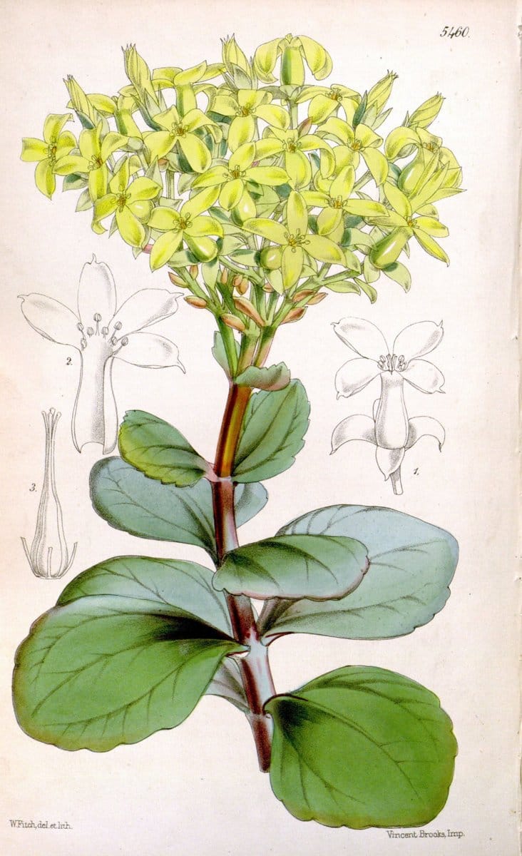 Curtis's botanical magazine..London ;New York [etc.] :Academic Press [etc.]. |  | Vintage Print Reproduction 457761