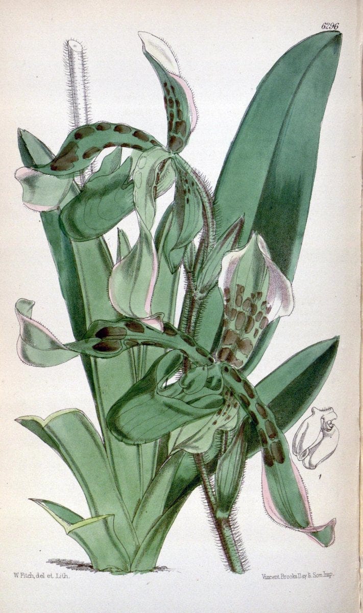 Curtis's botanical magazine. London ; New York [etc.] :Academic Press [etc.]. | "Botanical illustration" Botany Periodicals "Pictorial works" "Plants, Ornamental"  | Vintage Print Reproduction 457762