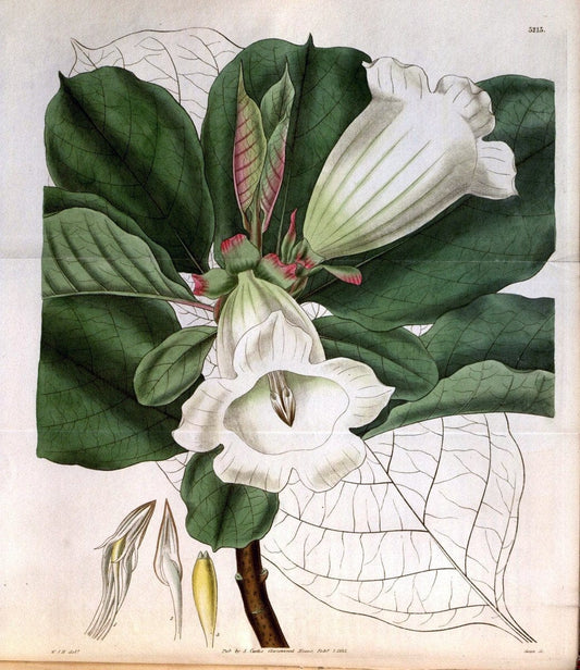 Curtis's botanical magazine. London ; New York [etc.] :Academic Press [etc.]. | "Botanical illustration" Botany Periodicals "Pictorial works" "Plants, Ornamental"  | Vintage Print Reproduction 457763