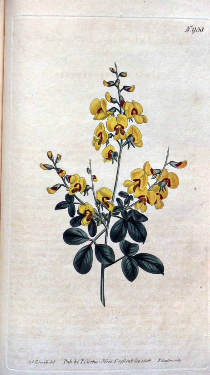 Curtis's botanical magazine. London ;New York [etc.] :Academic Press [etc.]. | Botany Periodicals "Pictorial works"  | Vintage Print Reproduction 457764