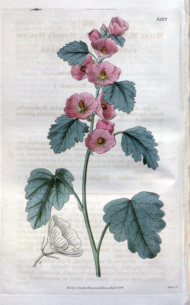 Curtis's botanical magazine. London ;New York [etc.] :Academic Press [etc.]. | Botany Periodicals "Pictorial works"  | Vintage Print Reproduction 457765